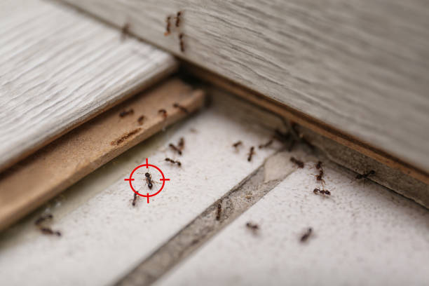 Best Pest Control for Businesses  in Greensburg, PA