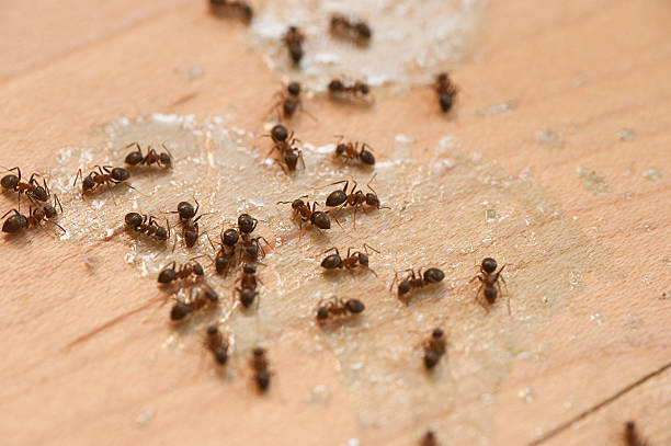 Best Affordable Pest Control Services  in Greensburg, PA